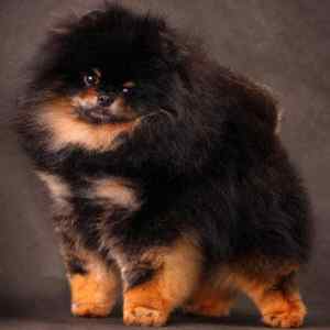 black and tan Pomeranian dog