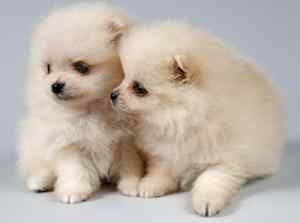 Cream colored Pomeranian Puppies