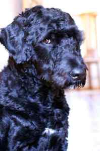 Portuguese-water-dog