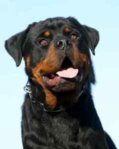 a large sized dog breed, the rottweiler