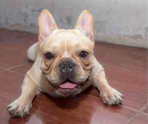 French bulldogs - all about the french bulldog dog breed