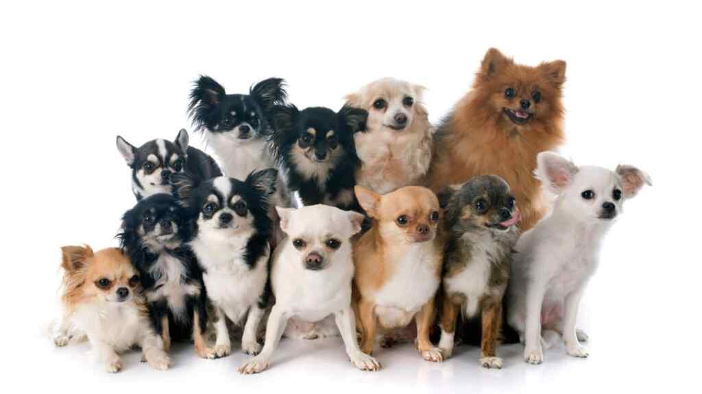 A group of several Chihuahua dogs.