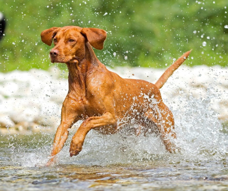 Handsome vizsla dog running through water