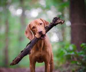 Photo of a juvenile Hungarian Vizsla dog holding a giant stick. Vizsla is a medium sized dog breed