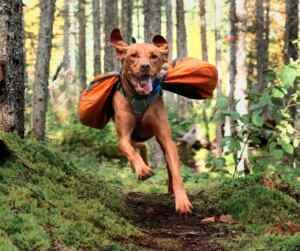 Photo of an adult vizsla dog with saddlebags running through the woods