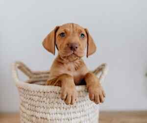 A 12 to 14 week old vizsla puppy in a basket