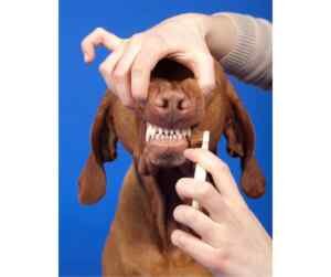 Adult vizsla dog having his teeth brushed by his owner