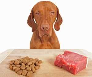 Adult visual dog gazes lovingly at a pile of kibble and a slab of meat laid out in front of him