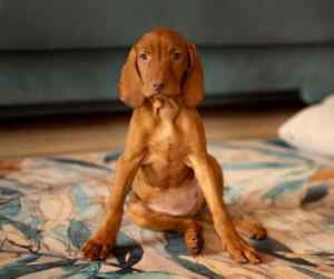 Photo of a long limbed visual puppy sitting somewhat awkwardly on a carpet