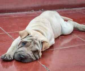 Chinese shar pei dogs