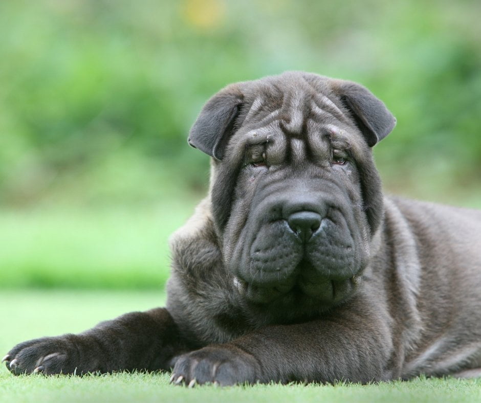 A handsome gray chinese shar-pei dog rests on a green expanse of lawn