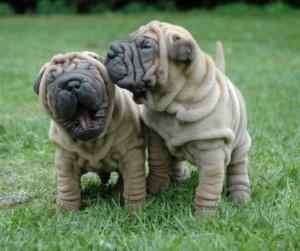 Chinese shar pei dogs