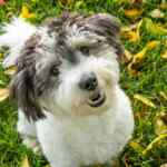 Photo of an utterly adorable sheepadoodle dog smiling at the camera