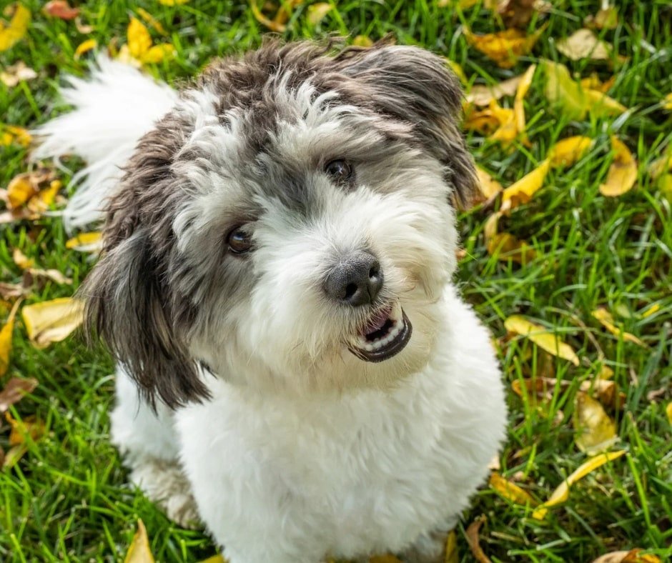 Photo of an utterly adorable sheepadoodle dog smiling at the camera