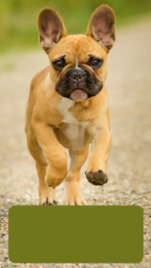 Cute french bulldog running