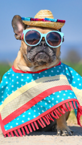 French bulldog wearing a sombrero sunglasses and a poncho.