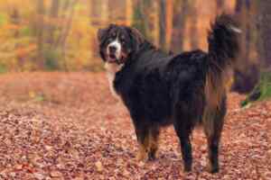 Bernese mountain dogs - all about the bernese mountain dog breed
