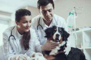 Photo shows a bernese mountain dog puppy getting a veterinary check up