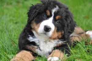 Bernese mountain dogs - all about the bernese mountain dog breed