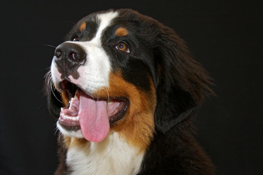 Beautiful headshot of a Bernese mountain dog with a black background