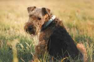 Airedale terriers - history lifespan personality appearance care health training puppies and more