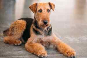 Airedale terriers - history lifespan personality appearance care health training puppies and more