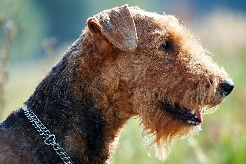 Airedale Terriers – History Lifespan Personality Appearance Care Health Training Puppies and More