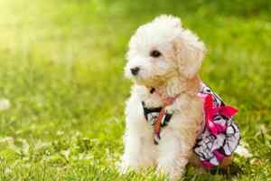 Teacup Maltipoo Dog breed photo