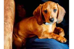 The puggle: a perfect blend of beagle and pug