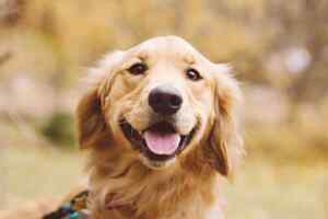 Golden retriever dog breed info