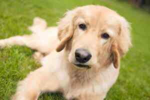 Golden retriever dog breed info