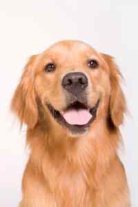 Photo of a smiling golden retriever one of the most popular Scottish dog breeds