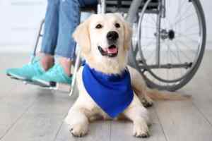 A Labrador Retriever,  one of the best choices one can make in the best service dog breeds.