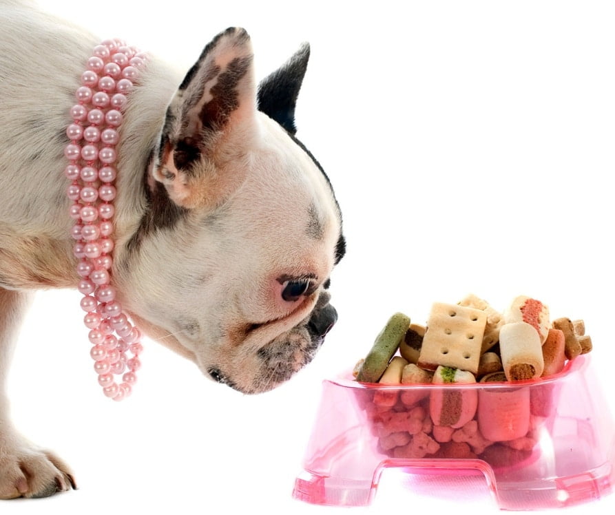 French bulldog nutrition photo