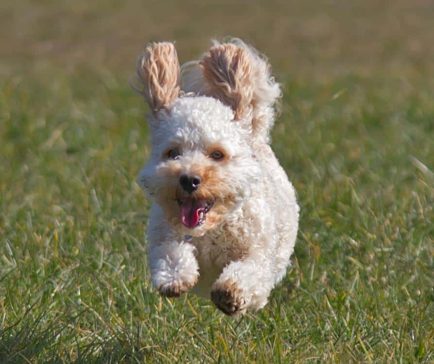 Cute cavapoo dog in mid air