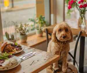 Cavapoo: the perfect blend of cavalier king charles spaniel and poodle