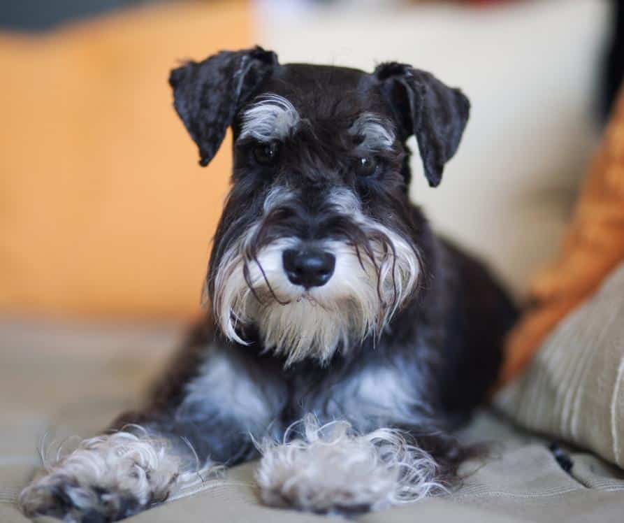 Photo of a Miniature Schnauzer dog