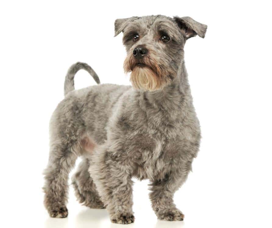 The schnoodle: a perfect blend of schnauzer and poodle