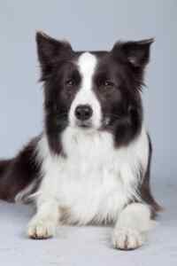 Well groomed border collie blue background