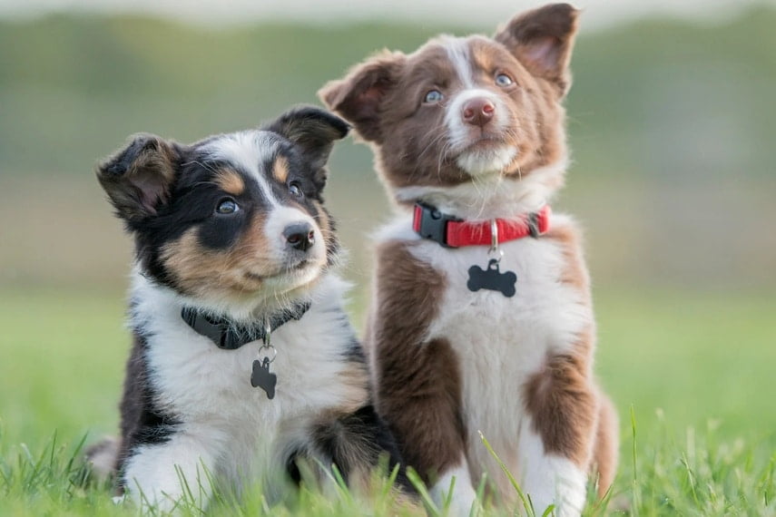 Two cute Border Collie puppies needing names.