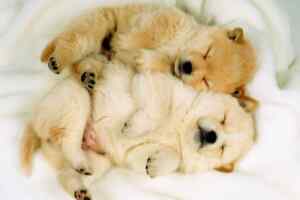 A pair of cute puppies with fat tummies lying on their backs