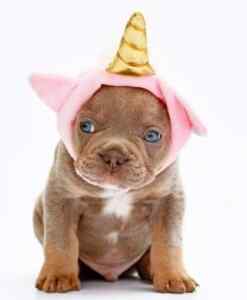 Cute frenchie puppy wearing a unicorn hat.