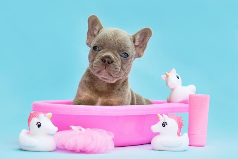 Cute French bulldog puppy sitting in a pink tub surrounded by stuffed toys