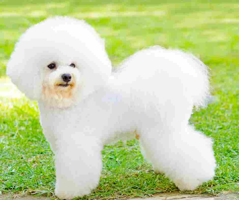 A bichon frize groomed in the traditional poofy style