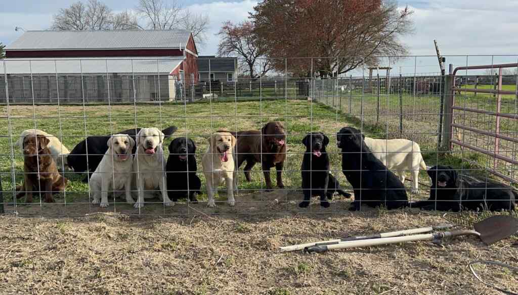 Photo of a whole bunch of steele labrador retriever dogs lined up by the property fence.