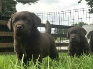 Chcolate labrador retriever puppies for sale by reputable labrador retriever breeders in maryland, steele labradors