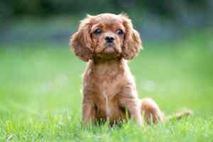 Choosing a puppy : a step-by-step guide to selecting the perfect puppy