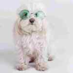 Maltipoo dog wearing sunglasses.