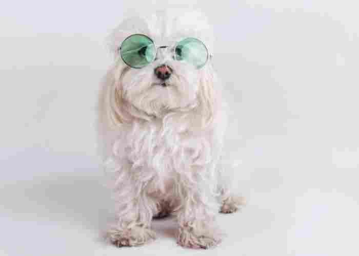 Maltipoo dog wearing sunglasses.
