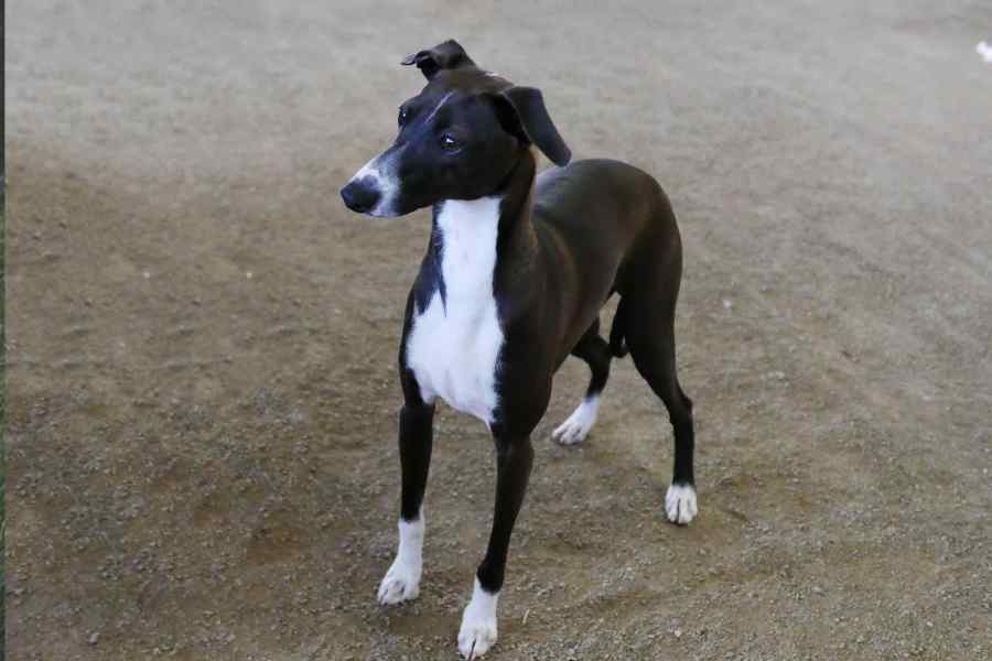 Very cute italian greyhound dog, a black and white "tuxedo" coat color that could be named tux, or tuxy